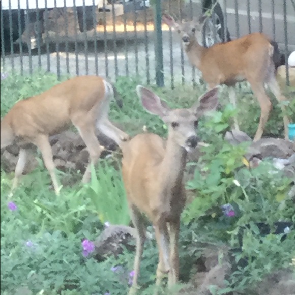 Meet your Posher, Isaiah - Picture 10 of 12